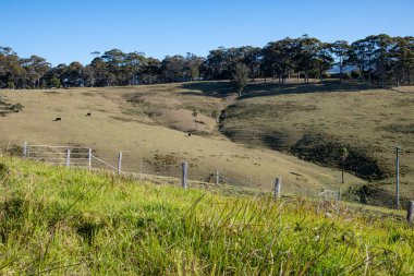 Avustralya, NSW 'nin güney kıyısındaki Bodalla' da ineklerle kırsal alan