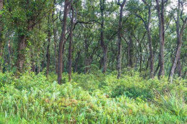 Güneş ışığı Tilligerry Deresi 'nden geçerken yağmur ormanları Port Stephens, NSW, Avustralya' daki Limon Ağacı Geçidi.