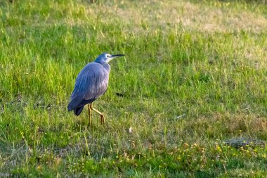 Beyaz yüzlü balıkçıl, Woy Woy 'da, Orta Sahilde, Avustralya' da çimlerde avlanıyor..