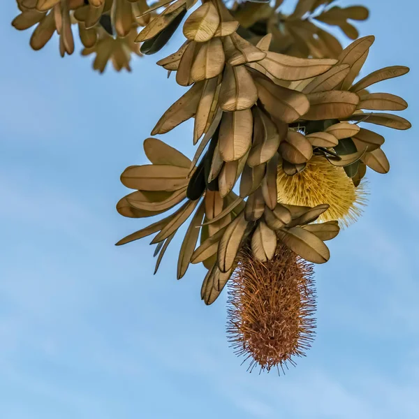 Banksia Integrifolia Küstenbanksia Blüten Umina Beach Der Zentralküste Von Nsw — Stockfoto