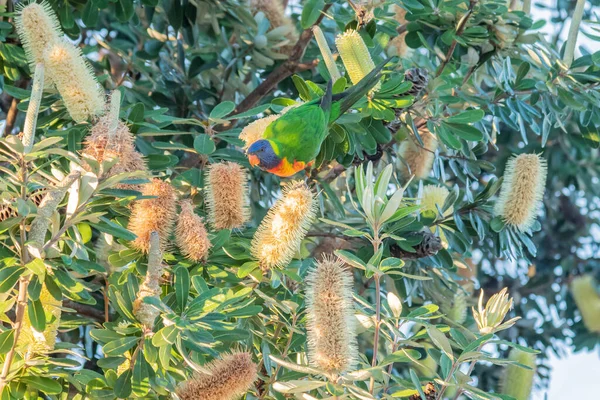 Flores Banksia São Alimento Popular Para Aves Incluindo Este Lorikeet — Fotografia de Stock