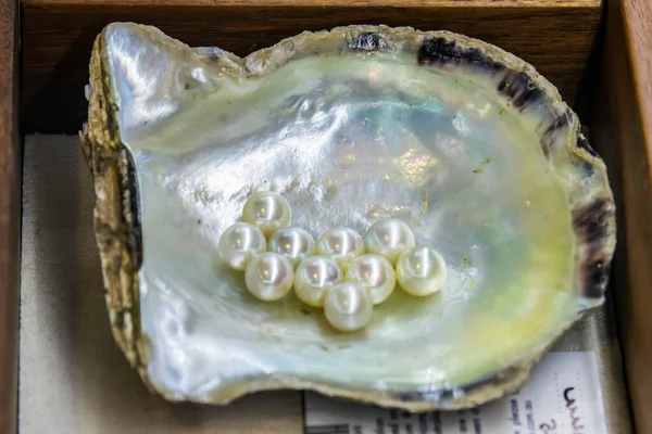 Cultured pearls in an oyster shell at Pearls of Australia in Mooney Mooney, NSW, Australia