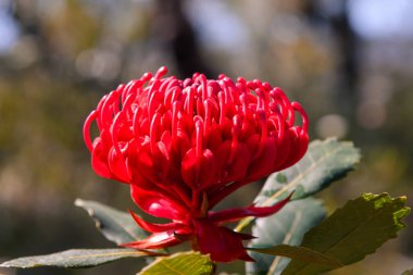 Kızıl Waratah 'ın güzel çiçekleri bahara hazır. Brisbane Su Ulusal Parkı, Patonga NSW, Avustralya 'nın merkez kıyısında..