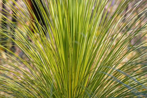 stock image Grass tree (Xanthorrhoea australis). Brisbane Water National Park, Patonga on the Central Coast of NSW, Australia.