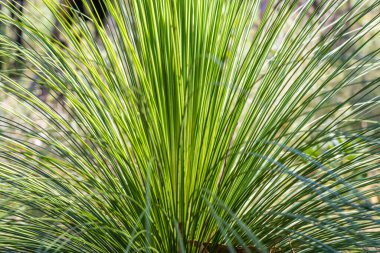 Çimen ağacı (Xanthorrhoea australis). Brisbane Su Ulusal Parkı, Patonga NSW, Avustralya 'nın merkez kıyısında..