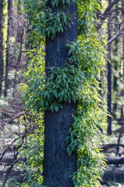 Avustralya 'nın güney NSW ormanlarında çalıların yeniden büyümesi.