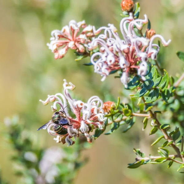 Квіти Бджоли Весняному Ходьбі Національному Парку Брісбен Вотерс Патонга Центральному — стокове фото