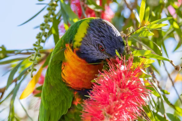 Primavera Está Aqui Rainbow Lorikeet Está Banqueteando Engarrafamento Flor Woy — Fotografia de Stock