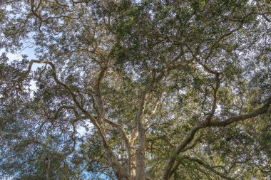Avustralya, NSW 'nin merkez kıyısındaki Copacabana Gum Tree' de kağıt kabuğu.