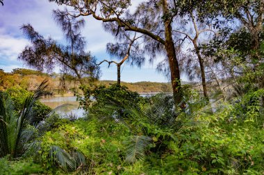 Avustralya, NSW 'nin merkez kıyısındaki Copacabana Gölünün kıyısında palmiye ve ağaçlarla dolu bir patika.