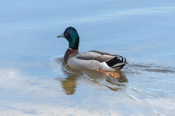 Stockente Schwimmt Der Copacabana Lagune Der Zentralküste Von Nsw Australien — Stockfoto