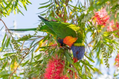 Bahar geldi ve Gökkuşağı Lorikeet Avustralya, NSW 'nin merkez kıyısındaki Woy Woy' da çiçek fırçasıyla ziyafet çekiyor..