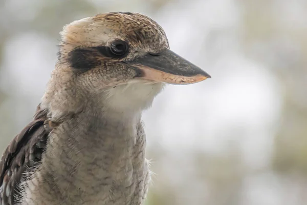 Avustralyalı Güleç Kokaburra Ziyaretime Gelmeyi Sever Özellikle Etrafta Yiyecek Bir — Stok fotoğraf