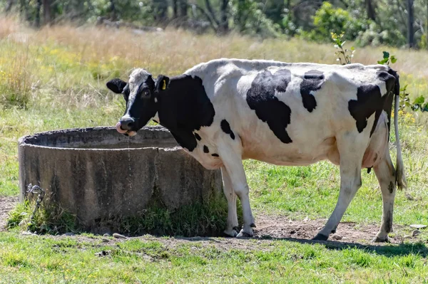 Una Vaca Lechera Sedienta Región Hunter Nsw Australia — Foto de Stock