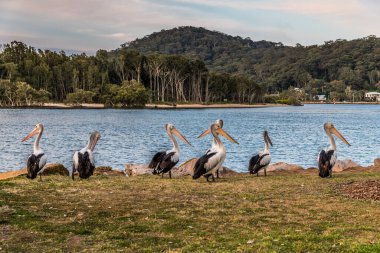 Central Coast, NSW, Avustralya 'daki Woy Woy' un çimenli kıyısında pelikanlarla gün batımı manzarası.