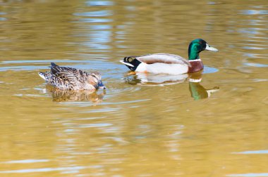 Avustralya, NSW 'nin merkez kıyısındaki Copacabana gölünde bir çift Mallard ördeği.