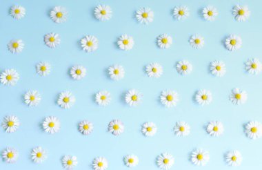 Güzel çiçek deseni. Pastel mavi arka planda taze, beyaz papatyalar. Üst Manzara. Yumuşak renk. Özel teklifler için reklam ya da diğer fikirler. Düz yatıyordu. 