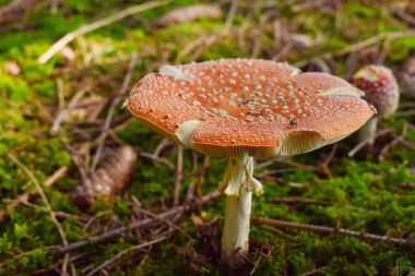 Sonbahar ormanında güzel bir kurbağa..