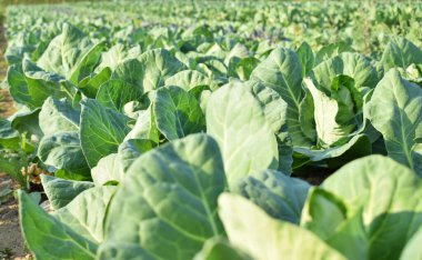 Organik uçlu lahana tarlaları, lahana tarlalarıyla mevsim