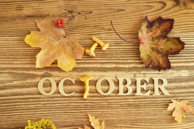 Güneşli bir günde sonbahar akçaağaç yaprakları ve mantarlar. Sonbahar modunda harika bir sezon dokusu. Ekim 'de el yazısıyla yazılmış doğa geçmişi. Ekim tabelası