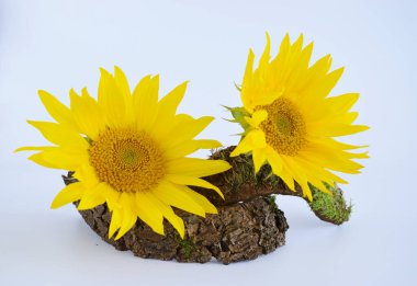 Ağaç kabuğunda iki ayçiçeği beyaz arka planda, düz zemin üzerinde. Ahşap zeminde çiçek. Çevreyi kurtarmak, temiz gezegeni kurtarmak, ekoloji kavramı. Dünya Günü için Kart.