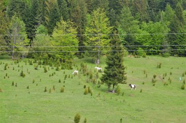 Güzel yeşil otlaktaki atlar