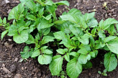 Tarlada yetişen organik patates bitkileri.