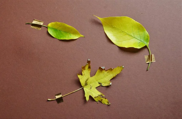 Minimal autumn nature composition, yellow leaves on brown background
