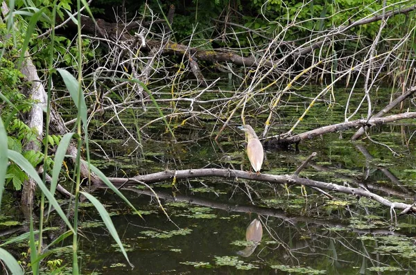 Zona Pantanosa Carska Bara Serbia Reserva Natural Para Aves Otras — Foto de Stock