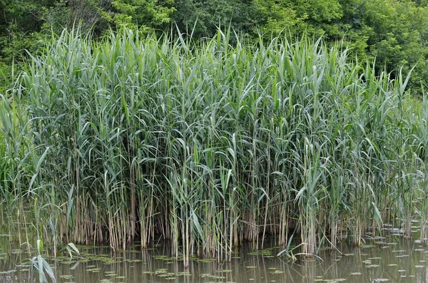 National park Imperial pond (carska bara), swamp, reserve for birds