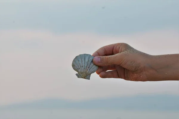 Bir çocuk eli güzel bir deniz kabuğu gösteriyor