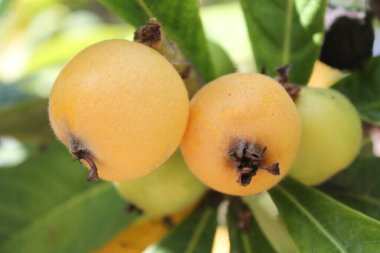 Loquat (Eriobotrya japonica) meyvesi loquat bitkisinin üzerinde harika bir meyve manzarası ile