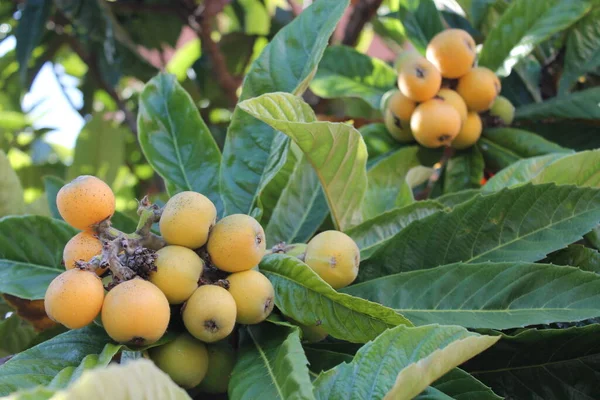 Loquat Eriobotrya Japonica Frutta Pianta Loquat Con Una Splendida Vista — Foto Stock