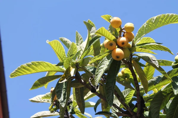 Níspero Eriobotrya Japonica Fruto Planta Níspero Con Una Maravillosa Vista —  Fotos de Stock