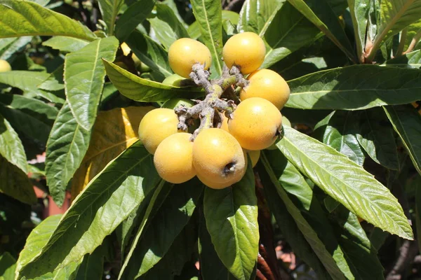 Loquat Eriobotrya Japonica Fruit Loquat Plant Met Een Prachtig Uitzicht — Stockfoto