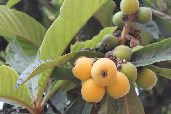 Loquat Eriobotrya Japonica Fruit Loquat Plant Met Een Prachtig Uitzicht — Stockfoto