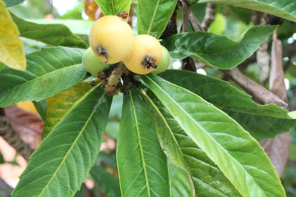 Loquat Eriobotrya Japonica Frukt Loquat Plante Med Fantastisk Utsikt Fruktplanter – stockfoto