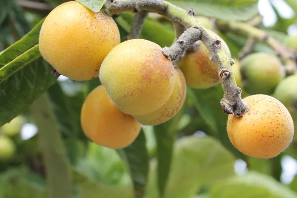 Loquat Eriobotrya Japonica Frutta Pianta Loquat Con Una Splendida Vista — Foto Stock