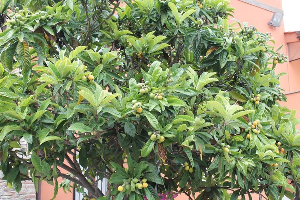 Loquat Eriobotrya Japonica Fruit Loquat Plant Met Een Prachtig Uitzicht — Stockfoto