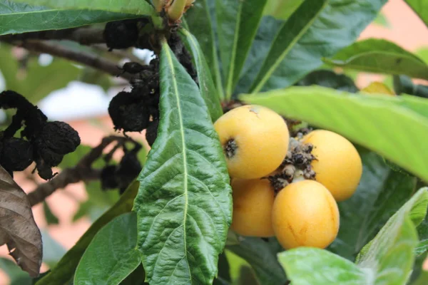 Níspero Eriobotrya Japonica Fruto Planta Níspero Con Una Maravillosa Vista —  Fotos de Stock