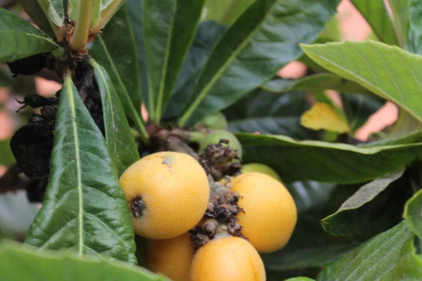 Loquat Eriobotrya Japonica Fruit Loquat Plant Met Een Prachtig Uitzicht — Stockfoto