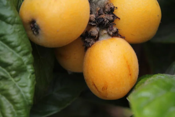 Loquat Eriobotrya Japonica Fruta Planta Loquat Com Uma Vista Maravilhosa — Fotografia de Stock