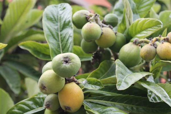 Níspero Eriobotrya Japonica Fruto Planta Níspero Con Una Maravillosa Vista —  Fotos de Stock