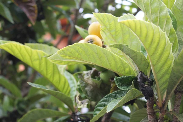 Loquat Eriobotrya Japonica Frutta Pianta Loquat Con Una Splendida Vista — Foto Stock