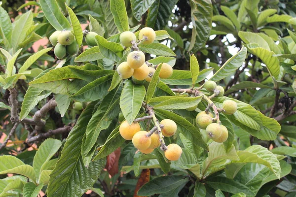 Loquat Eriobotrya Japonica Ovoce Loquat Rostlina Nádherným Výhledem Ovocné Rostliny — Stock fotografie