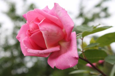 Güzel pembe gül, taç yaprakları yakın görünüyor. 