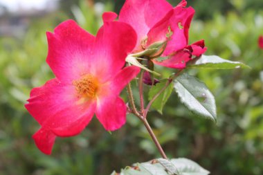 beautiful red roses with leaves
