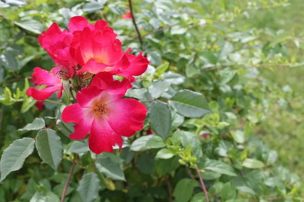 Beautiful Red Roses Leaves — Stok fotoğraf