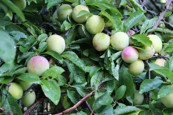 Ciruela Común Prunus Domestica Fruta Con Hojas Ciruelo —  Fotos de Stock