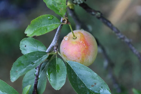 Звичайний Сливовий Prunus Domestica Фрукт Листям Сливовому Дереві — стокове фото